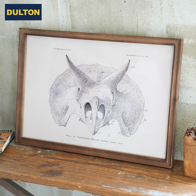 ■ダルトン■■2025AW　新作■　Art frame　Triceratops