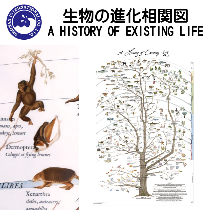 ■湘南インターナショナル■　グラフィック A HISTORY OF EXISTING LIFE