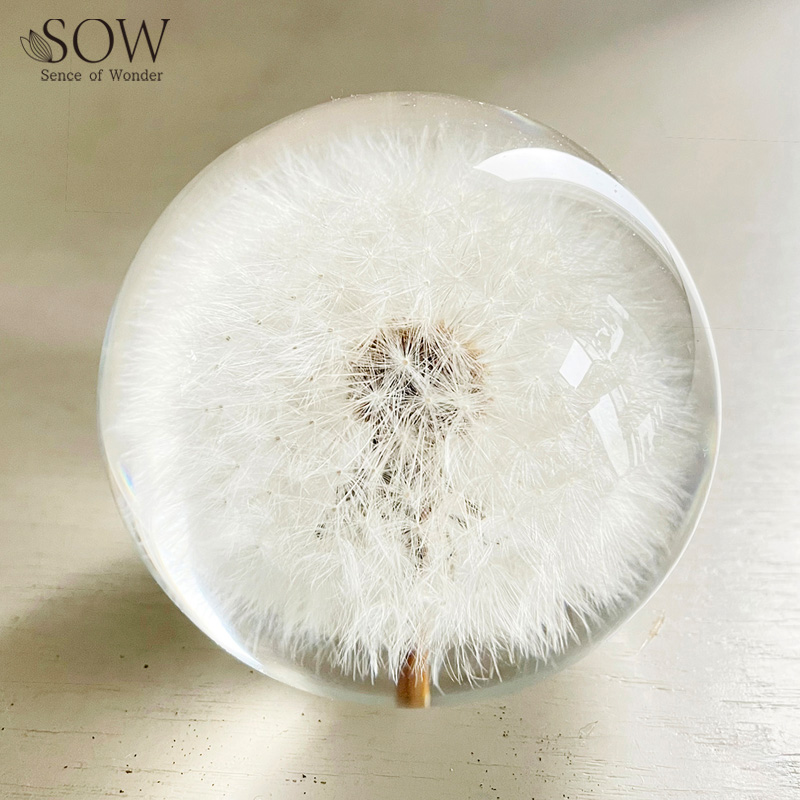 ■SOW（ソウ）■■2026SS　先行予約■　ペーパーウェイト ボタニカルオーブ　ダンデライオン