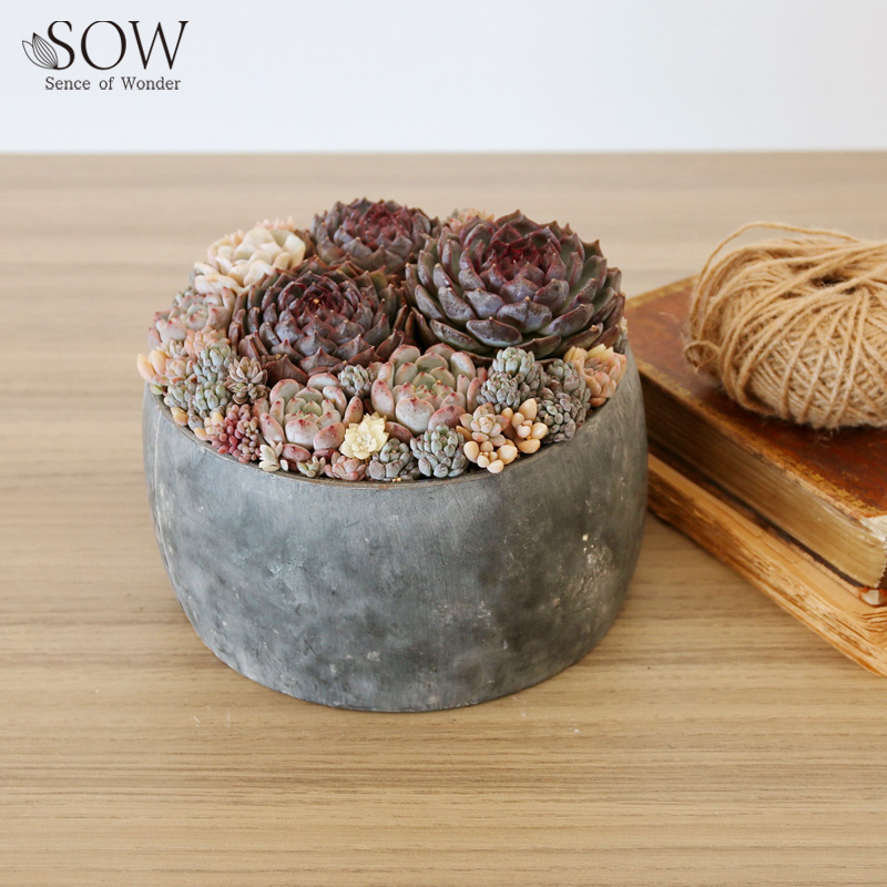 ■SOW（ソウ）■■2026SS　先行予約■　ブリキプランター　ラウンド　XSサイズ