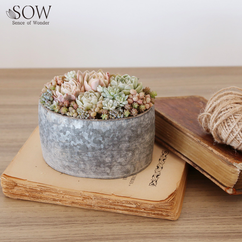 ■SOW（ソウ）■■2026SS　新作■　ブリキプランター　オーバル　XSサイズ