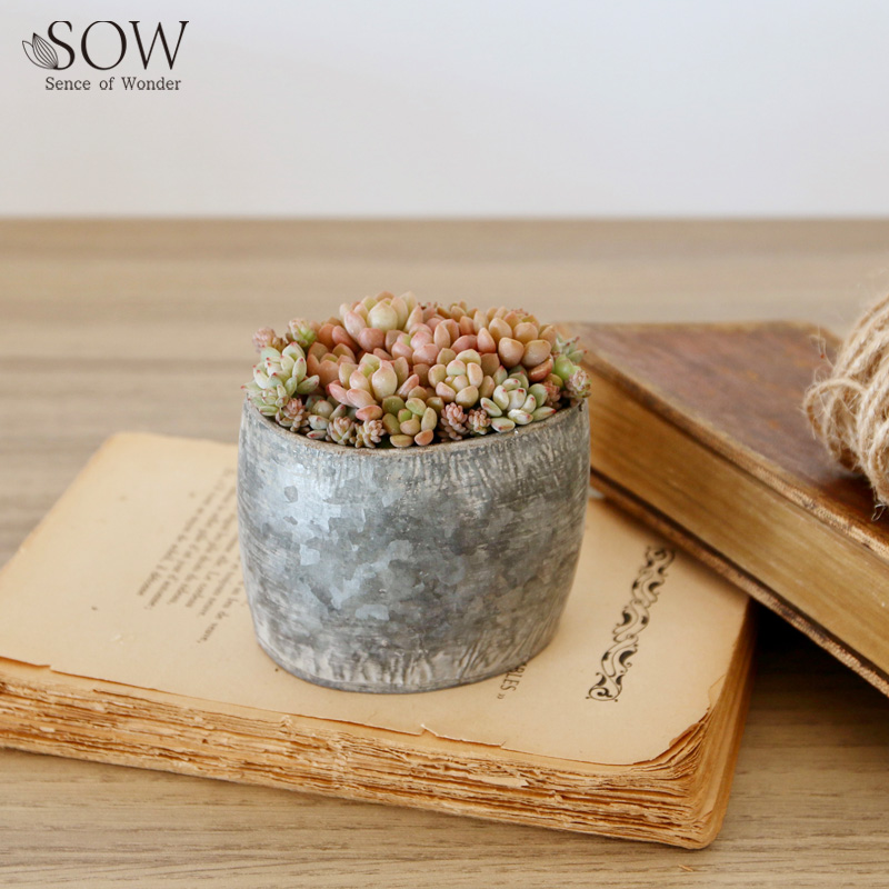 ■SOW（ソウ）■■2026SS　新作■　ブリキプランター　オーバル　XXSサイズ